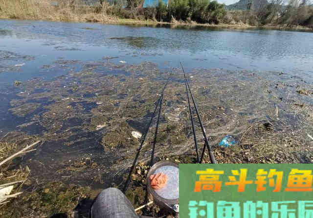 立秋过后如何钓大鱼？打重窝前要三思