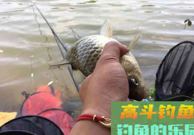 同样的装备相邻的钓位，为什么别人连杆上鱼