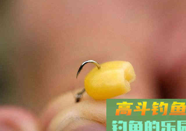 先别说怎么调钓、开饵，能不能先帮忙处理这几个问题