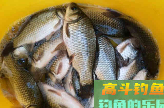 气温低，大板鲫就不吃钩了？那是因为你没用过这饵
