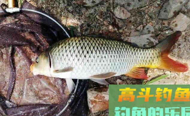 秋冬钓鲤鱼用什么饵料好？高手用了6年的钓鲤配方