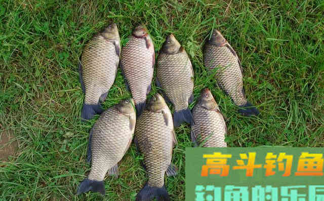 你认为鲫鱼爱吃腥饵？错了！大错特错！鲫鱼爱吃的味型是它