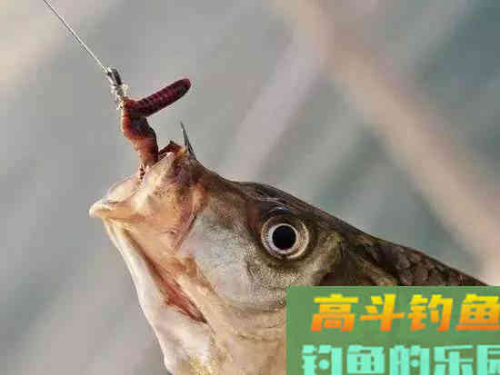 蚯蚓不鲜活，用这两个方法处理一下