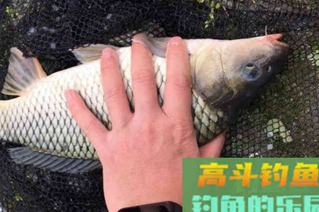 鲤鱼窝料不要出去买了，3斤玉米一瓶酒，教你做特效自制鲤鱼饵