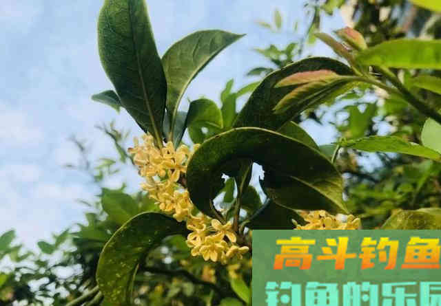 只用2种材料泡制的钓鱼药酒！钓鲫鱼效果显著