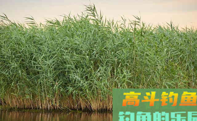 不花钱的5种钓草鱼饵料，随处可取