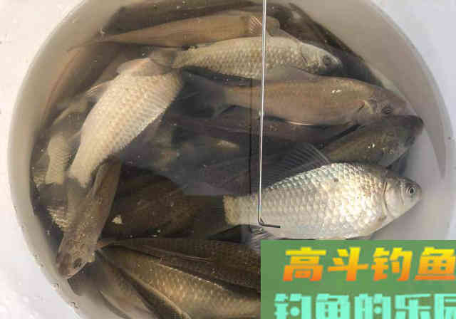 求了半天都不说秘方的老头，带他钓了一次鱼才偷偷学到秘诀