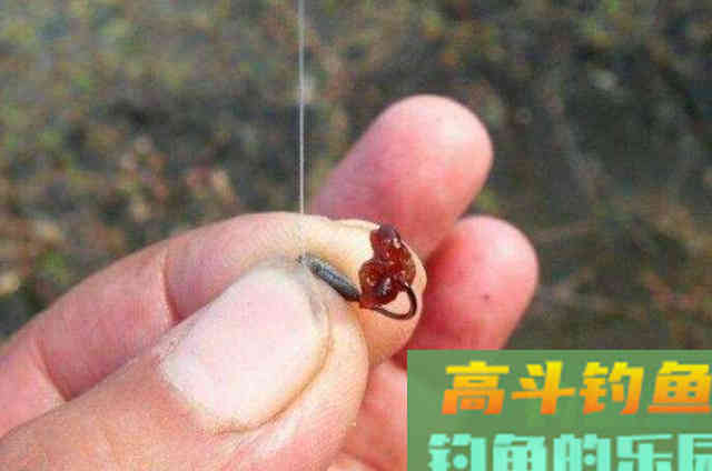 虫饵按我这样用，鲫鲤鱼一见就狂咬