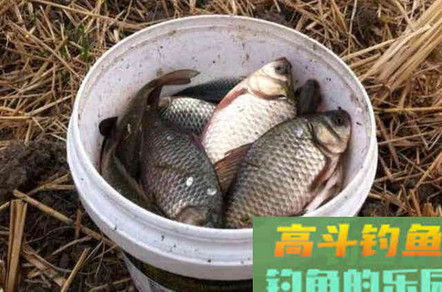 秋钓时，这鲫鱼饵不用白不用，说出来你别不信