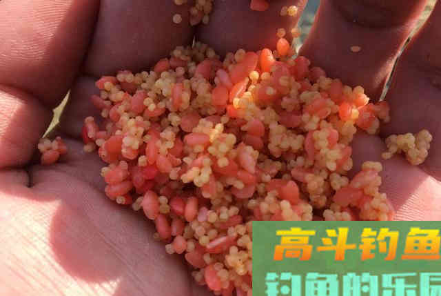 新手如何快速钓到鱼