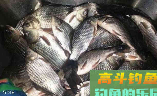 钓鲫鱼绝佳饵料配方：野战蓝鲫配疯钓鲫