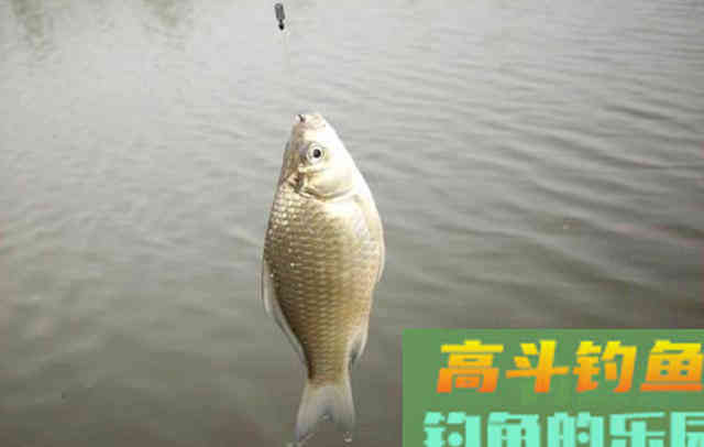 自用钓鱼窝料配方分享，半天渔获38斤，感兴趣的拿走不谢