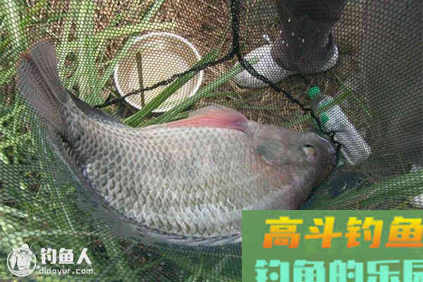 罗非鱼的商品饵和小药及配方