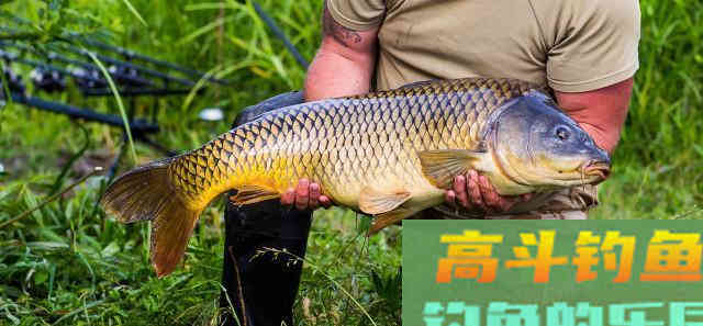 窝子里明明有鱼泡，但就是不见鱼咬钩