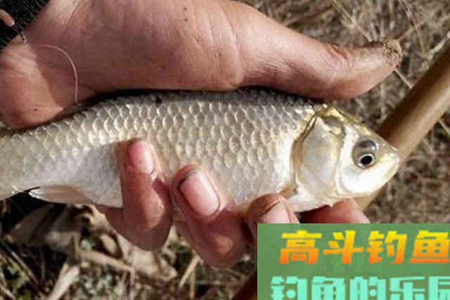 蚯蚓饵直接挂钩？太浪费了，试试这特色用法