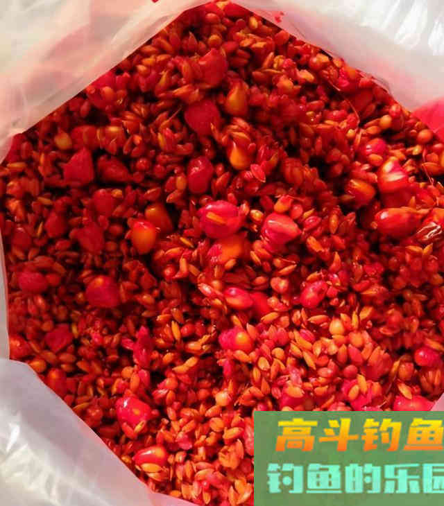 不用红虫和蚯蚓，斤鲫连续上岸