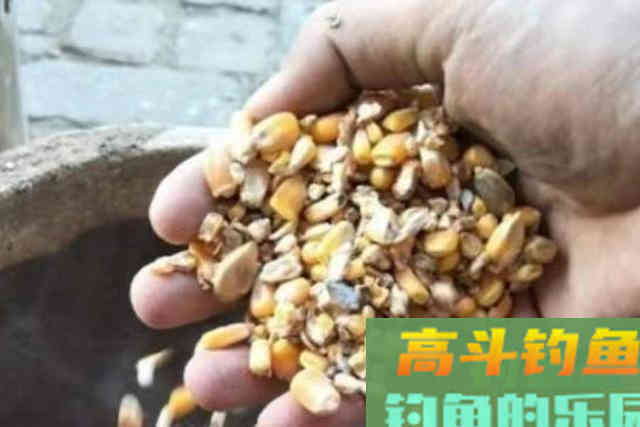 气温一高，我只想换用这鲤鱼饵