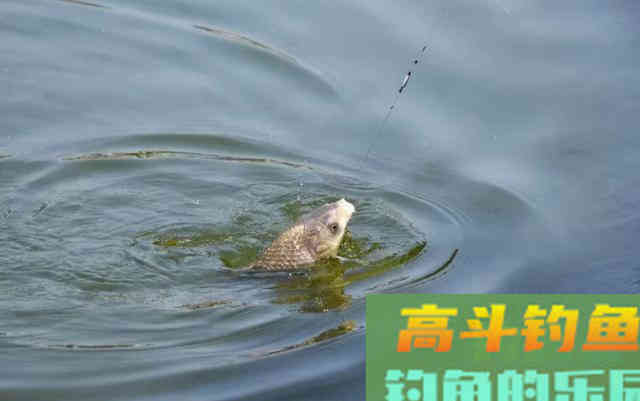窝里明明有鱼，怎么就是钓不上来？