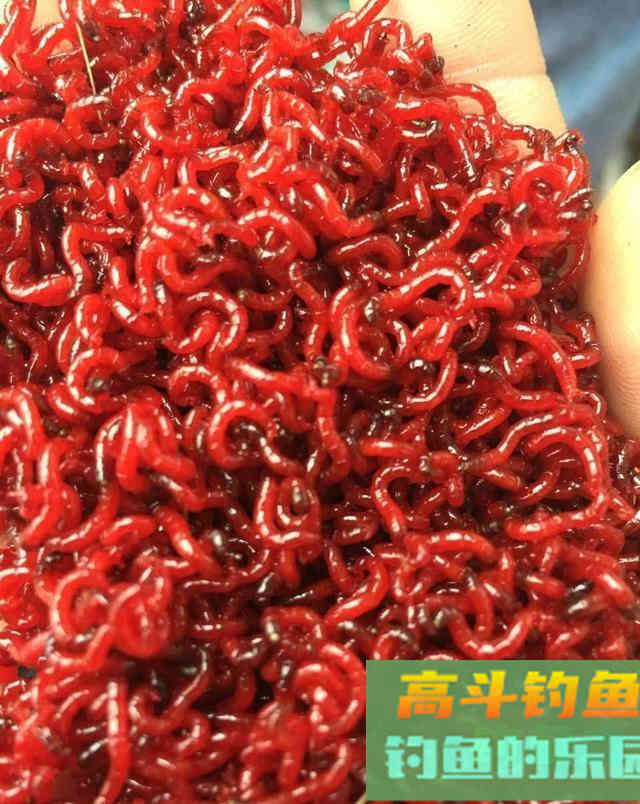 冬天野钓饵料双雄：蚯蚓和红虫，谁才是真王者？
