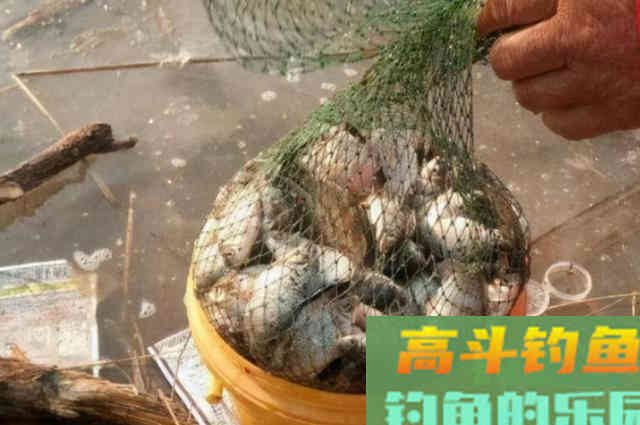 这特效饵，大鲫鱼一见就狂咬，特过瘾