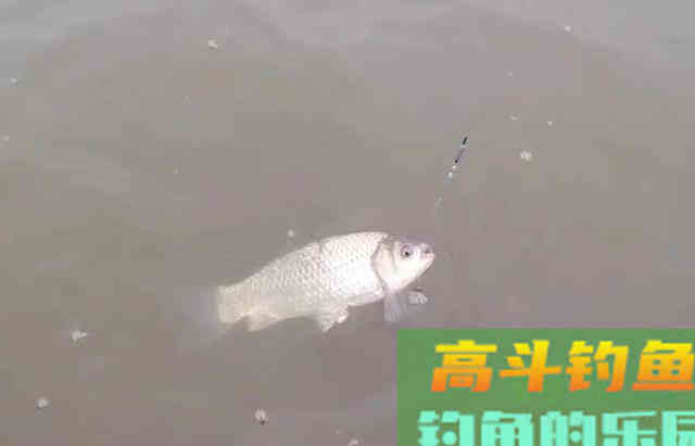 大顿口能中鱼？想要提高命中率，看这些信号提竿准没错