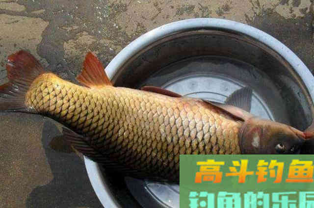 三伏天里，我就常用这鲤鱼特效饵，百试百灵