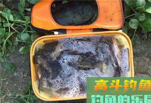 6种钓鱼王钓鲫鱼饵料配方，疯钓鲫的多种用法