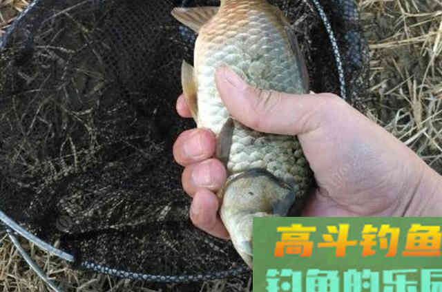 钓了二十年鱼，还是头一次用这小药，简单实用又省钱