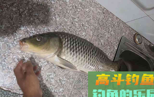 想把旁边钓友打闭口，推荐试试这款自制饵