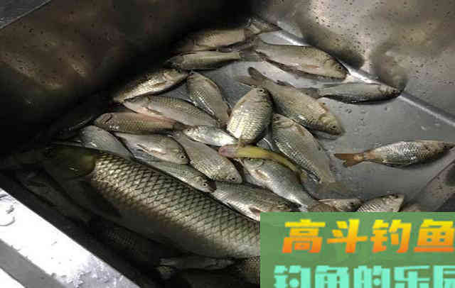 钓鱼窝料别买了，掌握制作过程和配方，在家就能做