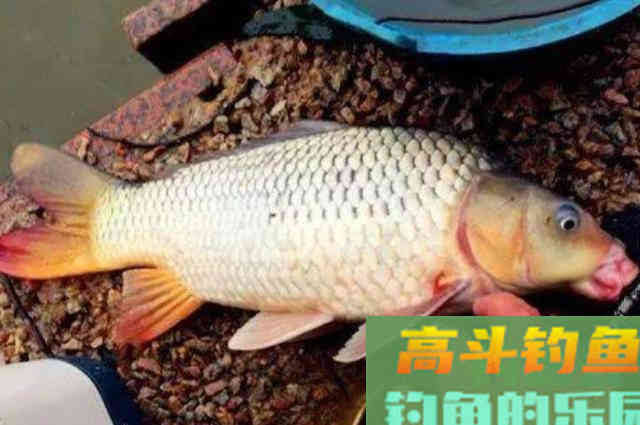 到了秋天，我就只想用这鲤鱼饵