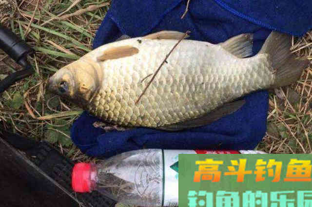 原来用这饵来“治服”大板鲫，手感好到没话说