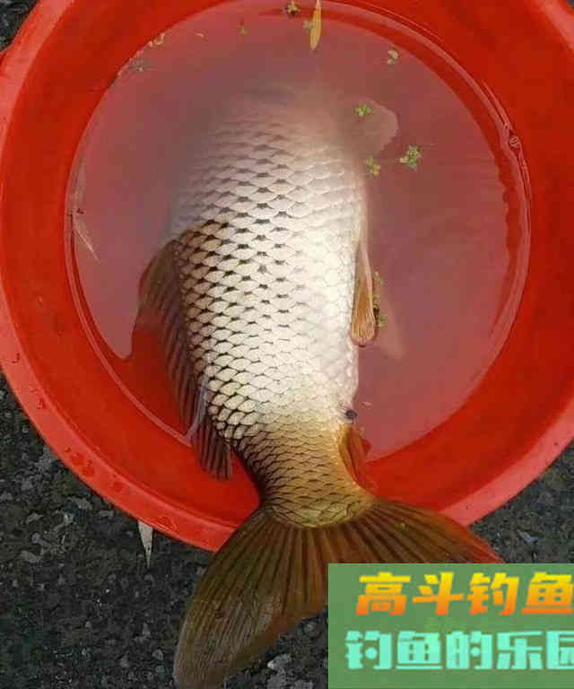 这3种非常规的打窝方式，在野钓中却经常能钓到大鱼