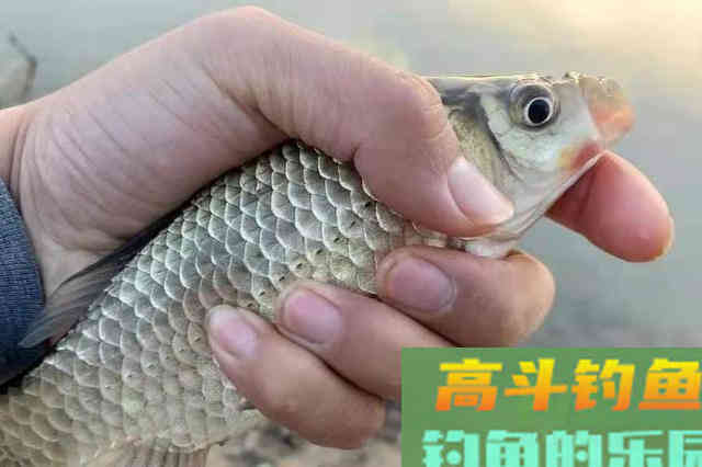 钓点有鱼星，却不肯吃钩？老司机说出真相