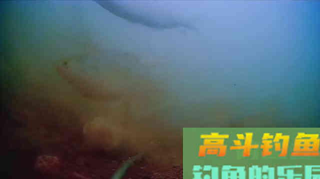 压缩饼干打窝是交智商税吗？钓鱼人实测，水下镜头记录全过程
