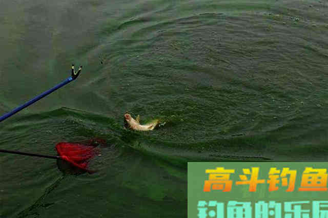 老钓友分享实用钓鱼4大招，掌握以后轻松应对，子线缠绕问题