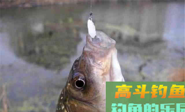 晚秋钓大鲫，什么饵料都不如米饭
