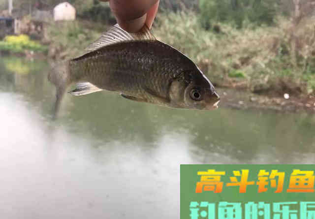 钓鱼最害人的5句话，看似很有道理，其实是钓技差的表现