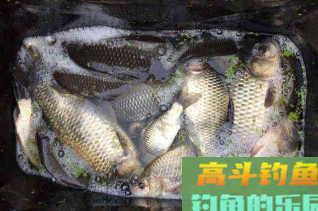 早就跟你说过，秋钓板鲫唯独这饵才最狠