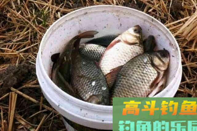 冬天太冷就想封竿不钓？那是你没用过这鲫鱼饵