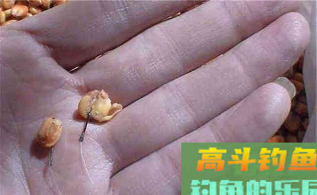 深秋钓鲤鱼，用这些自制饵料