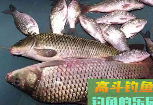 夜钓鲤鱼，配饵时除了腥味，这个味型一定不能少
