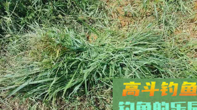 钓草鱼的这些饵料，到底哪一种效果更好