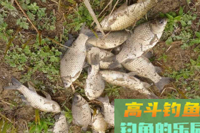 自从有了这鲫鱼饵，连渔具店都不想逛