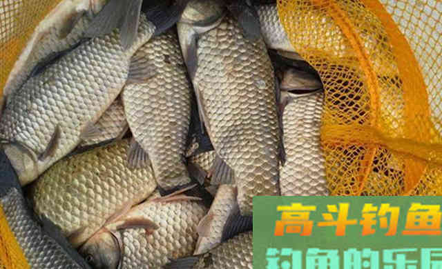 冬钓鲫鱼，酒米的3大科学用法