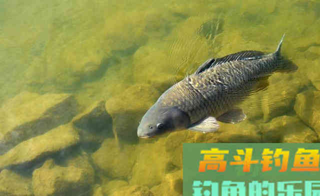 子线的长短，对渔获也有很大的影响