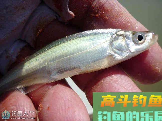 化氏秘籍之化氏小鱼闹窝的饵料配方分享