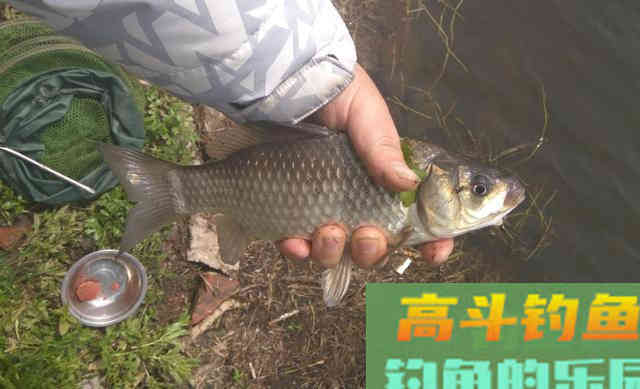 想要钓好鱼，先要用对饵