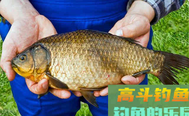 这款酒米窝料成本仅需9块，钓到的鲫鱼那叫一个大