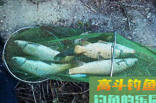 无偿送给钓友一套，钓鱼饵料添加剂配方